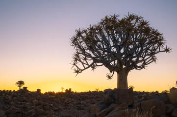 Quiver Tree Forest near Keetmanshoop, Namibia. Topography of arid regions in Africa.