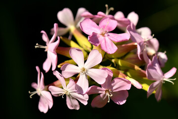 Fototapeta na wymiar Common soapwort with flower in a closeup