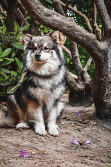Portrait of a young Finnish Lapphund