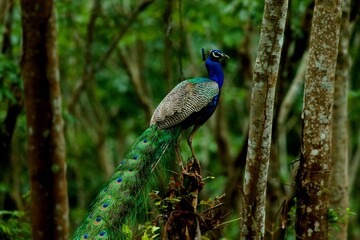 Naklejka premium A peacock sitting on the branch of the tree in the middle of the forest
