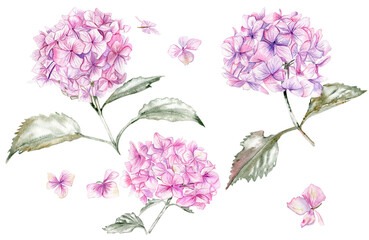 Pink hydrangea watercolor blooming set