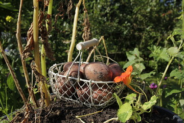 potatoes in the bio garden
