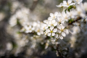 flowers of a cherry tree