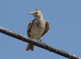 Crested Lark on Wire