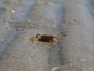 spider on the sand