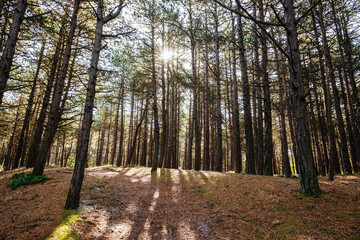 Nadelwald Hornsebos auf der Nordseeinsel Terschelling, Niederlande