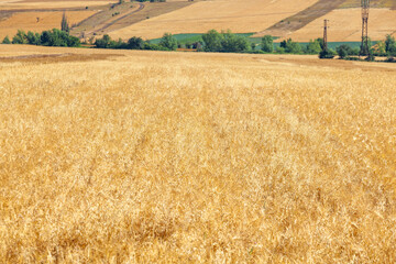 Fototapeta na wymiar Scenic view at beautiful summer day in a wheaten shiny field with golden wheat