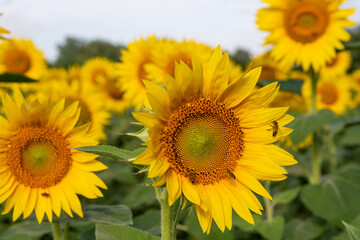 Fototapeta premium Sunflower field in sunny Tuscany, yellow sea of flowers.