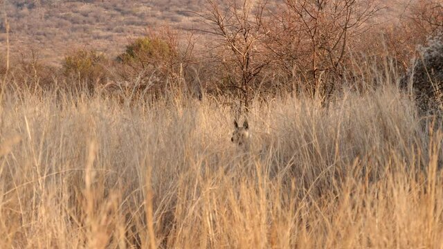 Elusive brown hyena slinks through tall dry grass, only ears and head visible