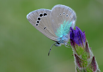 Green-underside Blue