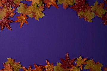 Naklejka na ściany i meble Top view with fallen maple leaves on purple background, top view, copy space.