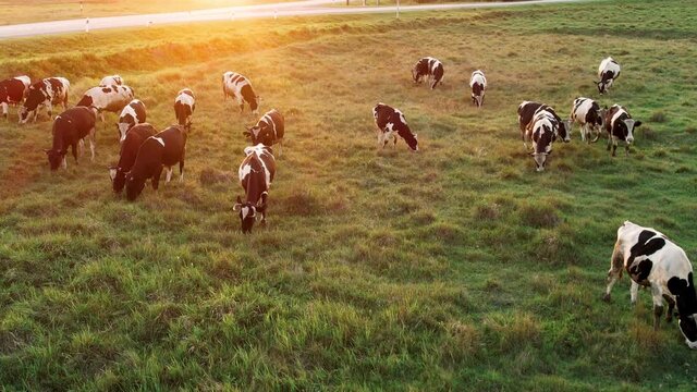 Сow herd in green meadow at sunset. Cattle cow grazing in field. Dairy cattle grazing. Farm cattle grazing in pasture