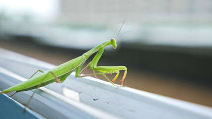 green mantis sits on the ledge of an open window.