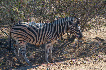 Fototapeta na wymiar Wild animals in Namibia, Africa. Wild animals in arid regions.
