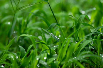 雨上がりの草