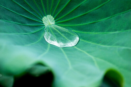 19 529 件の最適な 蓮の葉っぱ 画像 ストック写真 ベクター Adobe Stock