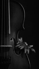 violin with spider