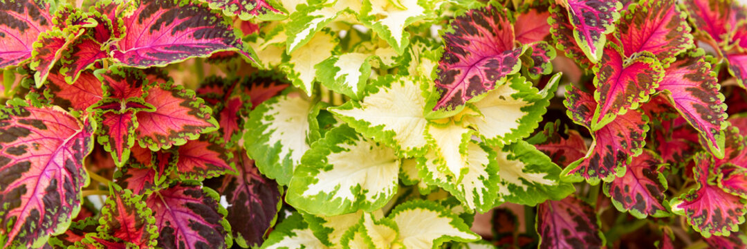 Coleus plant banner. Close up of variegated Coleus plants. Painted nettle, Flame nettle, decorative nettle. Lush multi colored coleus bush.