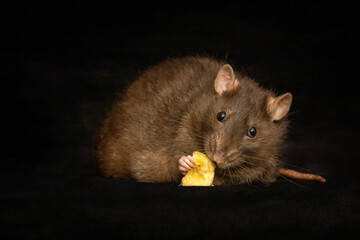 rat eating banana
