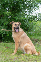 Porter of a sad homeless dog outdoors, close-up.