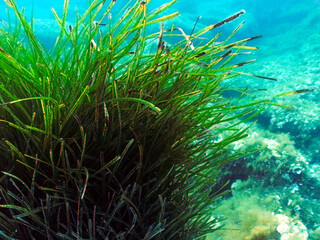 Naklejka na ściany i meble Neptune Grass Fish Nursery on a Scuba Dive at Cirkewwa in Malta