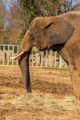 Fototapeta na wymiar Elephant eating hay 
