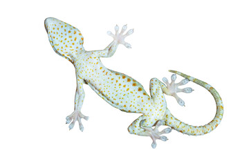 feet of a gecko on a white background - obrazy, fototapety, plakaty