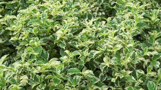 Styrax japonica variegata leaves with a natural background