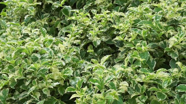 Styrax japonica variegata leaves with a natural background