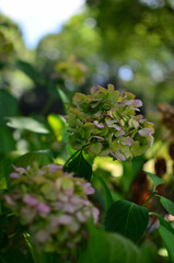 皇居にある北の丸公園