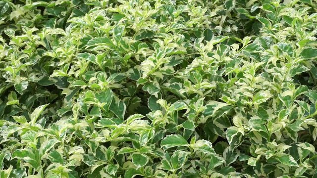 Styrax japonica variegata leaves with a natural background