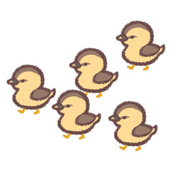 カルガモの子供たち