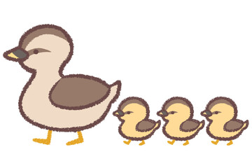 歩くカルガモ親子