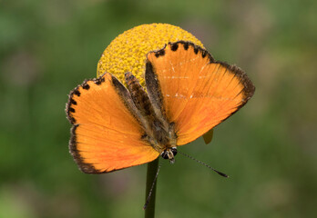 Scarce copper