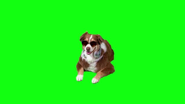 Fury dog lying down with Sunglasses & headphones, green screen background
