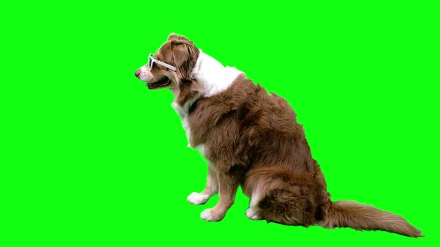 fury dog sitting profile with white sunglasses wind blowing the fur, green screen background 