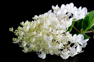 White flowers of Hydrangea paniculata grandiflora on a black background.