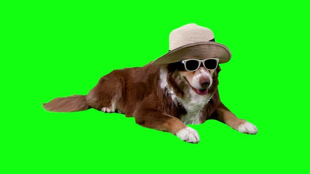 Beautiful dog with Sunglasses and inca bucket hat lying profile, green screen