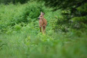 Un chevreuil parmi les fougères © Roger