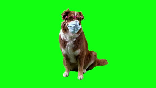 Fury dog with mask and pink glasses frontal view, green screen background