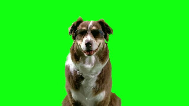 Australian shepherd Dog sitting with sungalsses,  green screen background