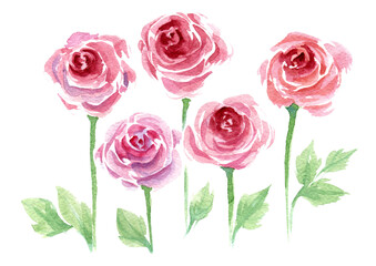 watercolor illustration set abstract romantic roses