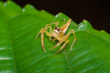 Cute, funny, lovely and agile. Male Jumping Spiders. They are excellent hunter and good pest control.