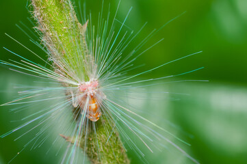 A walk in the park reveals amazing insects and bugs through the lens of your macro photography....