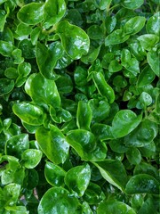 green leaves background