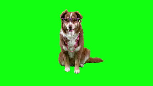 Beautiful dog with purple glasses & pink pearls, green screen background