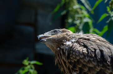 Close-up photo of a kite chick