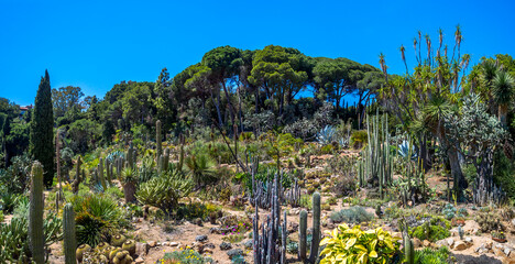 Marimurtra Botanical garden on Mediterranean coast of Costa Brava, Catalonia. Panoramic landscape of terrace with exotic trees, tropical plants and cactus in the Botany Park of Blanes, Spain.