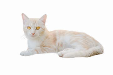 Cat light isolate on a white background