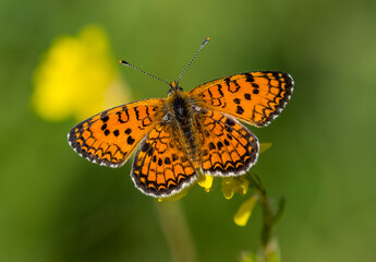 Lederer's Fritillary